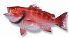 Redsnapper